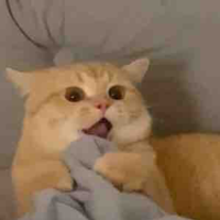 Mèo cam