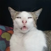 tgiả