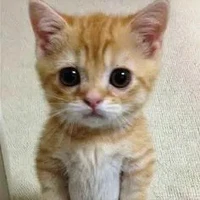 hệ thống 419(puri)