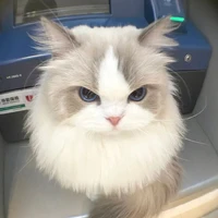 Hệ thống 001 (bé mèo)