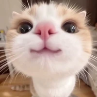 Mèo