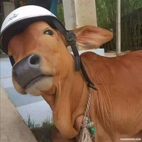 Đa Nhân Vật
