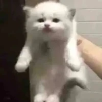 Mèo