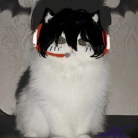 mèo nhà kira