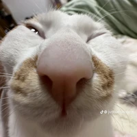 tổng tài bá dduj