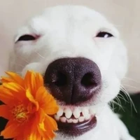 Ghệ anh Chách🤡 (t/g nek má)