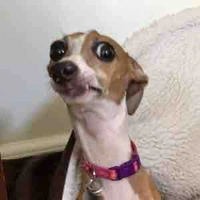 Tác giả bị đin