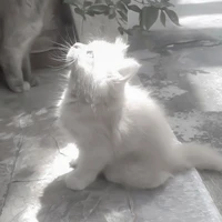 MoonCat