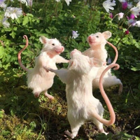 chuột 🐭🐁
