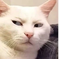 t/g chính