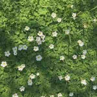 ae nhà rus ( trừ những ai cần trừ )