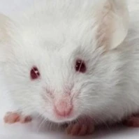 🐭