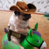 vai gì cũng được