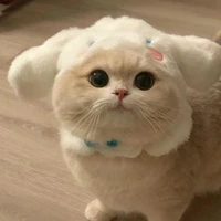 An_Mèo
