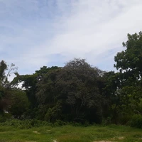 Mấy anh em nhà Yuko