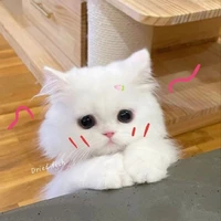 Katozu🍉(t/g câu chuyện)