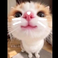 t/g hướng nội 🌻