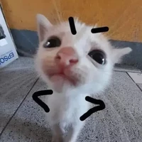 T/g bị ngu
