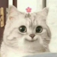 Tác giả cute
