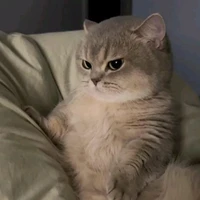 meoo