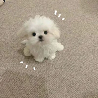 thú cưng cụa t/g(Heni)
