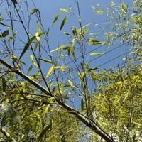 Đa nhân vật