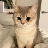 Mèo Nhà LyXê