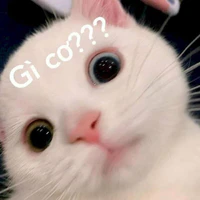 tác giả meo meo