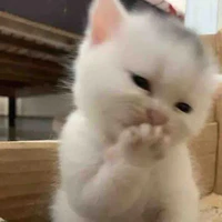 mọi người:))