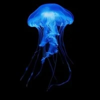 HỆ THỐNG/Sứa-10/