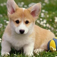 milo