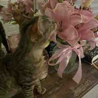 Tổng Tài Bá Đạo(tác giả)