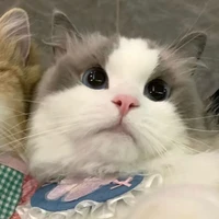 nhỏ TG nè