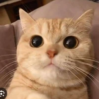 Linh vật của Kiều-Mèo Mướp Cam