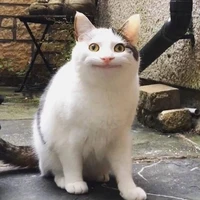 Mèo
