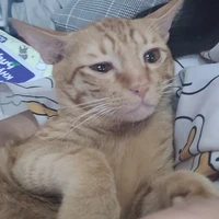 Nhỏ tác giả nè