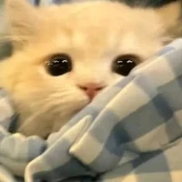 mèo con tiểu lệ