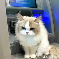 all bot (trừ ai thì phải tự bt)