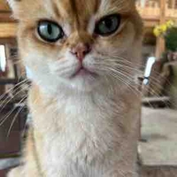 Nhỏ này là Nhím