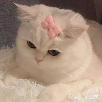 Bông