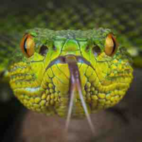 HLV Sai Đẹp Chiêu🐍