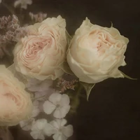 All nhiều vai