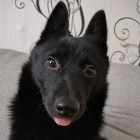 Nico