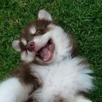 Chốu viết truyện [HWKS] 