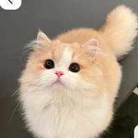 Mèo / số nhiều /