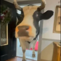 Tôi là Bò🐄