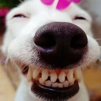 Hệ thống choz cutii