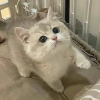 Kitty