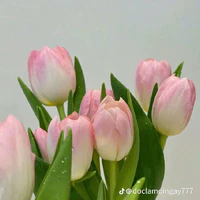 Tác giả iu mọi người