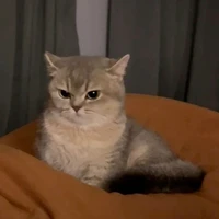 Trương Hàm Thụy [Hoá Mèo - Tiểu Xám]